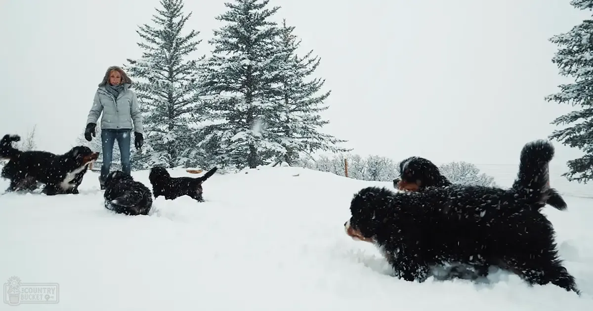 A woman in a snowy outdoor setting with Bernese Mountain Dog puppies, wearing a light gray jacket and blue jeans.
