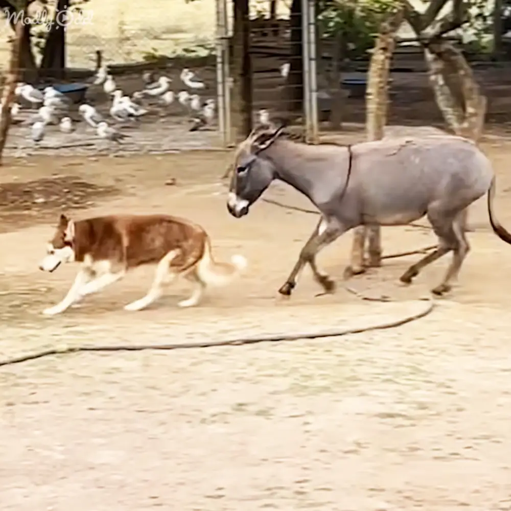 A husky interacting with a donkey in an outdoor zoo enclosure under natural daylight.