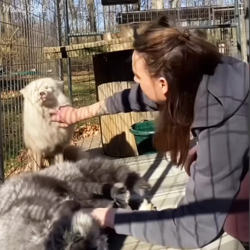 A young adult female in a relaxed fit jacket and loose-fitting pants interacts with long-haired cats at an outdoor animal enclosure, likely during late autumn or early spring.