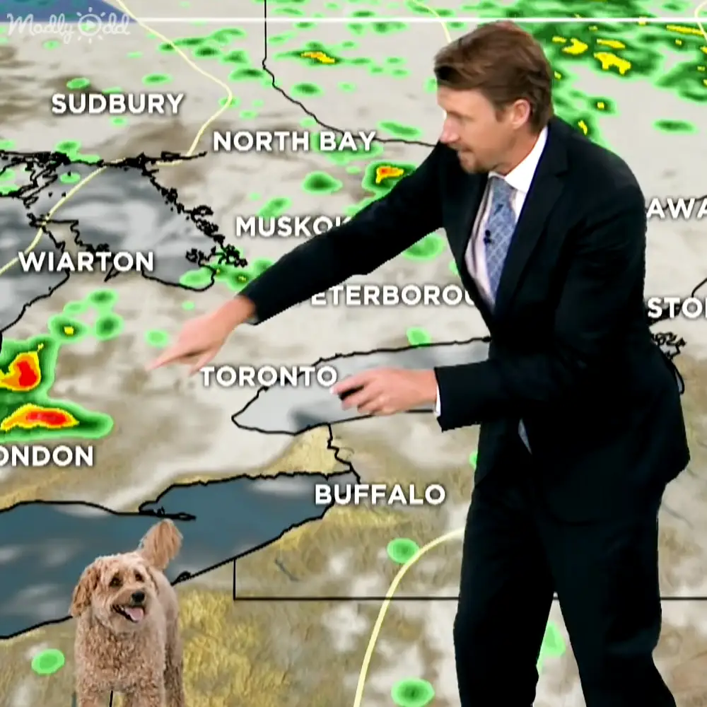 An adult male in a dark suit and white collared shirt stands indoors with a weather map on the background, while a small light-brown dog is visible in the foreground.