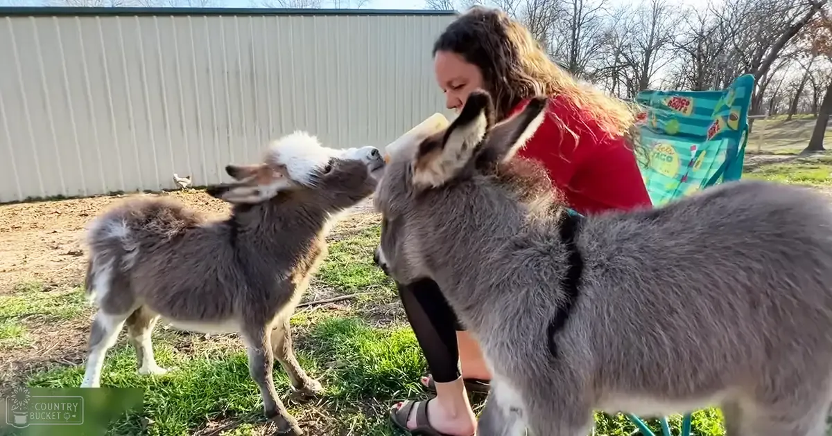 A woman interacts with two juvenile donkeys on a farm, surrounded by grass and trees under bright daylight.