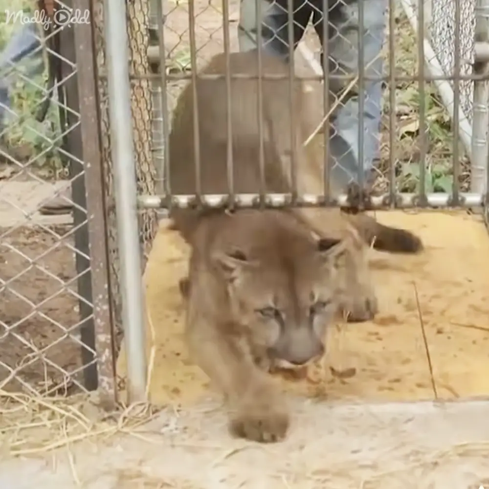 A light brown mountain lion (Puma concolor) with dark markings in a zoo or wildlife sanctuary enclosure.