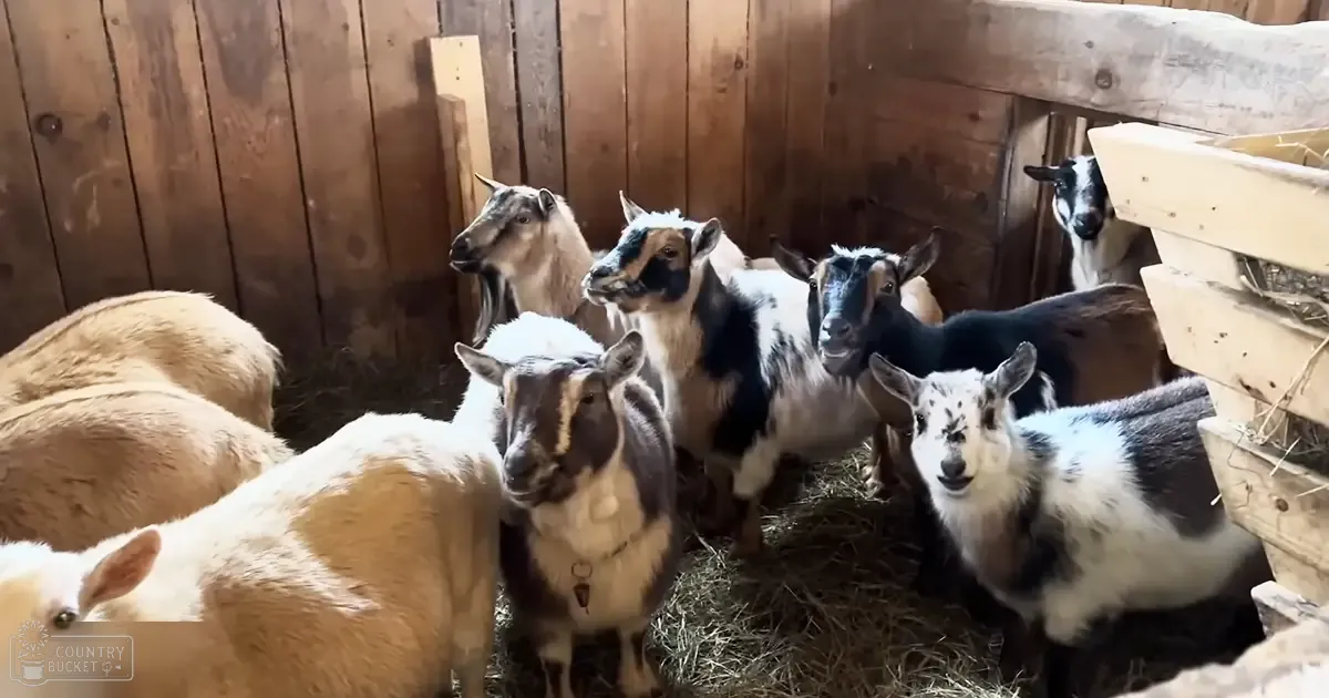 A group of mixed breed adult goats with various shades of beige, black, and white fur in a barn setting with wooden walls and hay bales.
