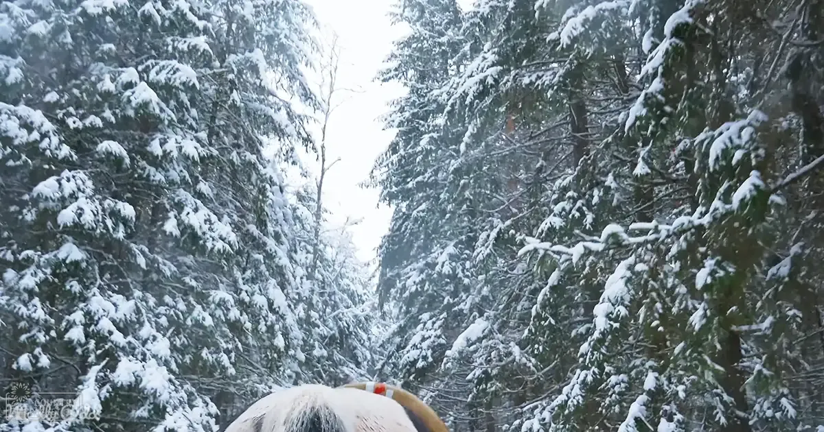 A snow-covered forest with dense pine trees and a partially visible adult horse in the foreground, possibly a draft or workhorse breed, under overcast winter light.