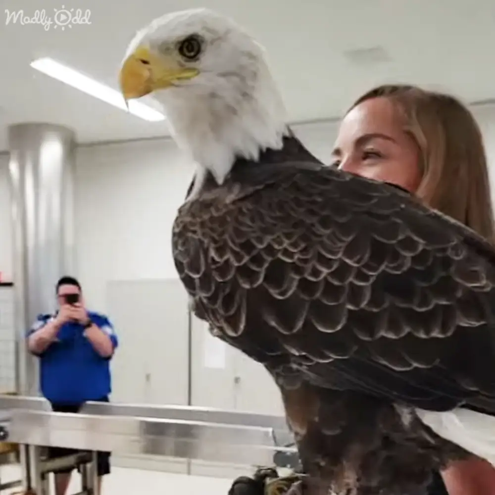 An adult bald eagle with white head and tail feathers stands alert in an indoor facility, possibly a veterinary clinic, surrounded by metal furniture and fluorescent lighting.