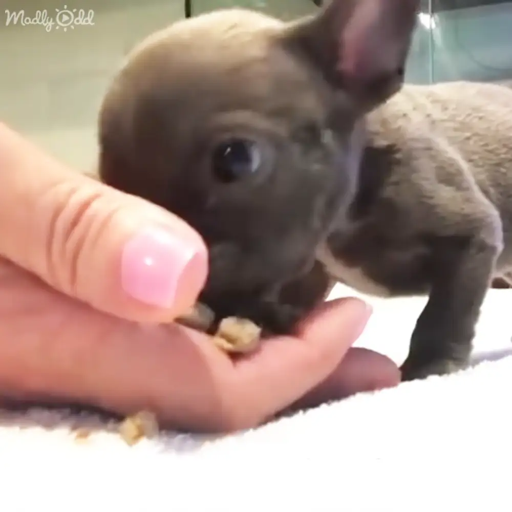 A small French Bulldog puppy indoors with a person holding treats, neutral indoor setting.