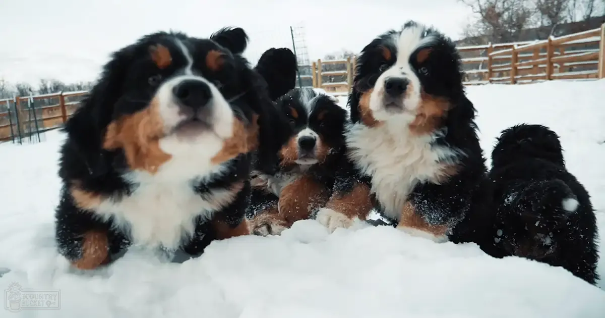 A group of Bernese Mountain Dog puppies in a snowy outdoor setting with wooden fencing and leafless trees.