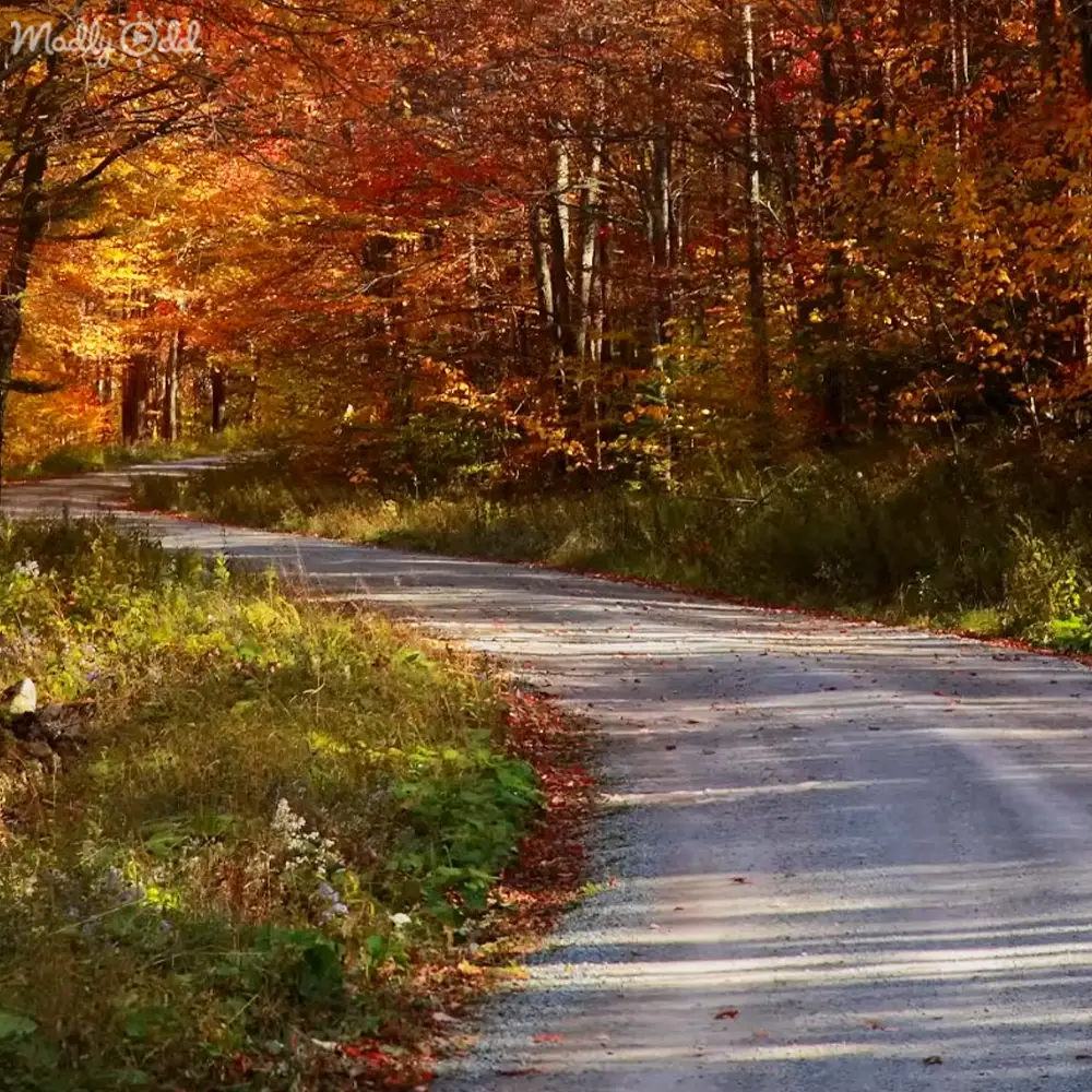 Autumnal forest with a winding road cutting through colorful foliage at sunrise or sunset.