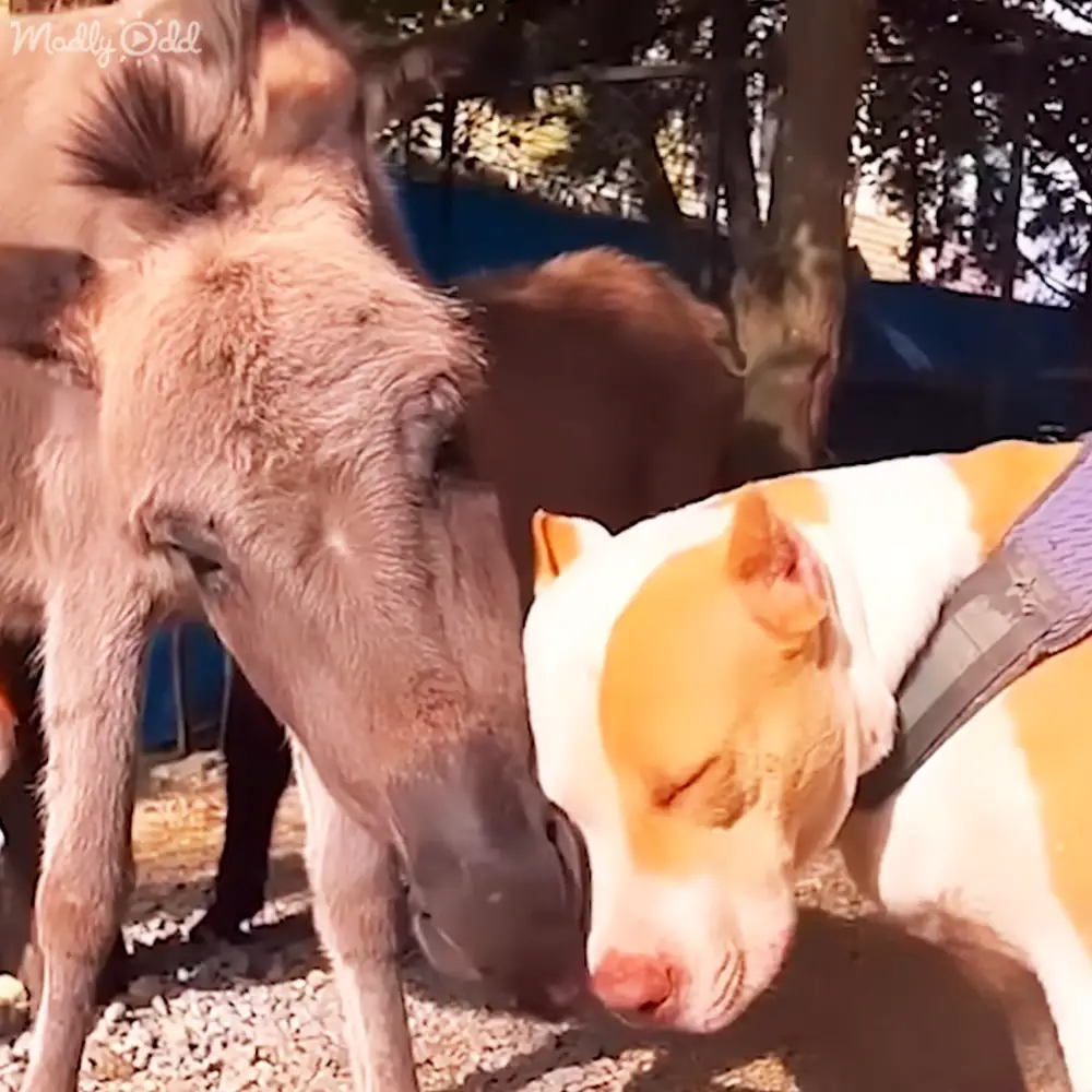 A pit bull mix dog interacting with a light brown donkey on a farmyard, trees and fencing visible, daytime late afternoon lighting