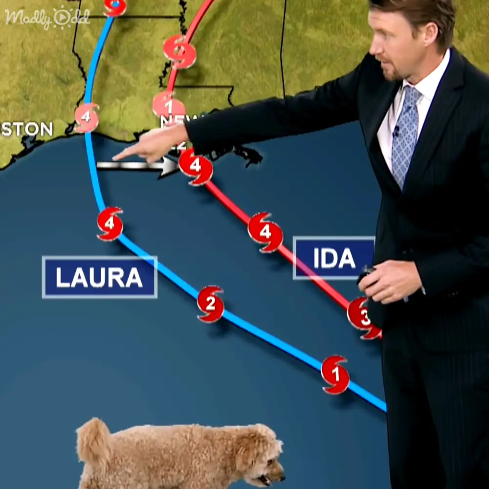 A Poodle or similar breed stands in front of a weather map tracking hurricanes Laura and Ida, with indoor studio lighting illuminating the scene.