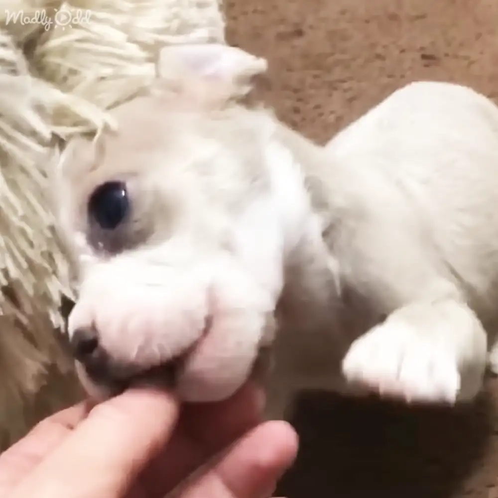 A close-up of a young, fluffy white puppy with light markings around its eyes and ears, indoors on a neutral-colored carpet with some straw-like material in the background.
