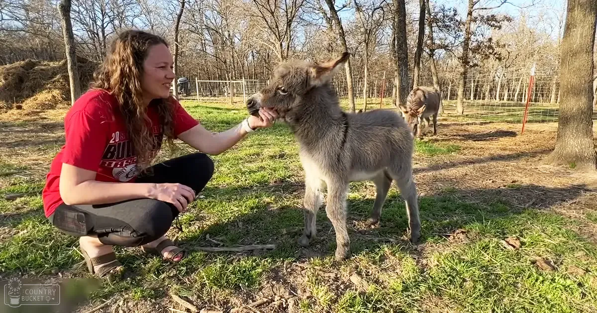A young adult female in a relaxed, casual outfit interacts with a donkey in an outdoor setting with trees and grass visible.