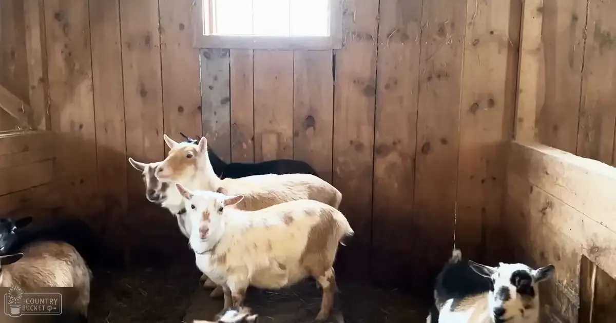 Indoors, barn, goats, light brown, white patches, predominantly white with dark markings, mostly black, natural light, daytime, wooden walls, small window.