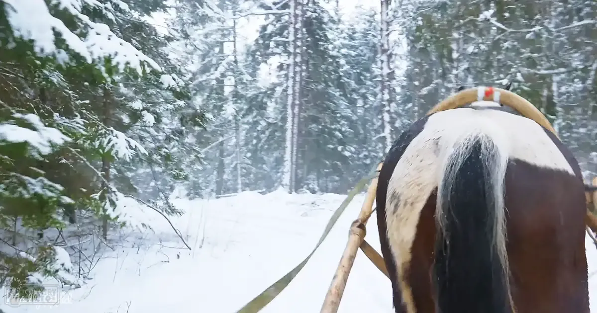A horse with brown and white markings stands in a snowy forest, surrounded by tall evergreen trees under an overcast winter sky.