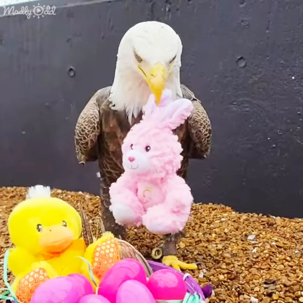 An adult bald eagle perched outdoors amidst Easter decorations, with a pink bunny and yellow duck in a basket nearby.