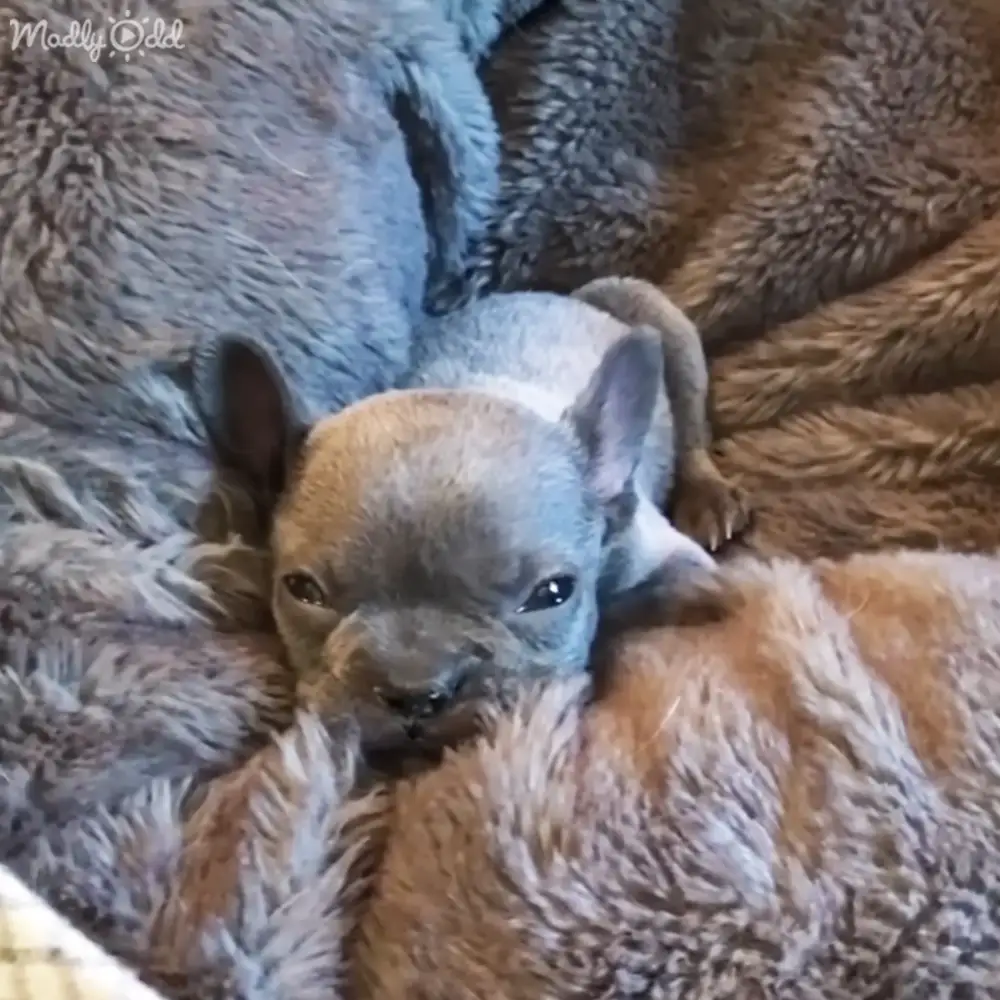 A baby lamb with light brown face and darker gray body, nestled among blankets in a soft indoor setting under warm natural light.