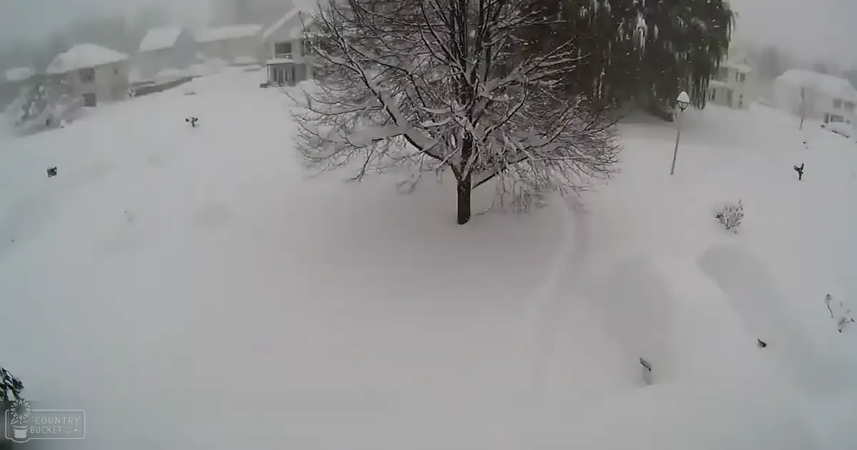 A snow-covered suburban neighborhood with a focus on a single tree in the foreground during what appears to be late fall or early spring.