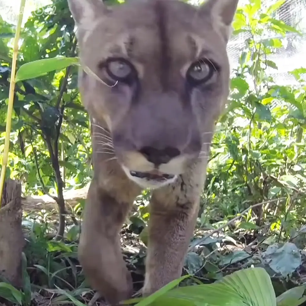 A mountain lion (Puma concolor) with a light brown coat and dark markings in a forested area, daytime lighting filtering through dense green foliage.