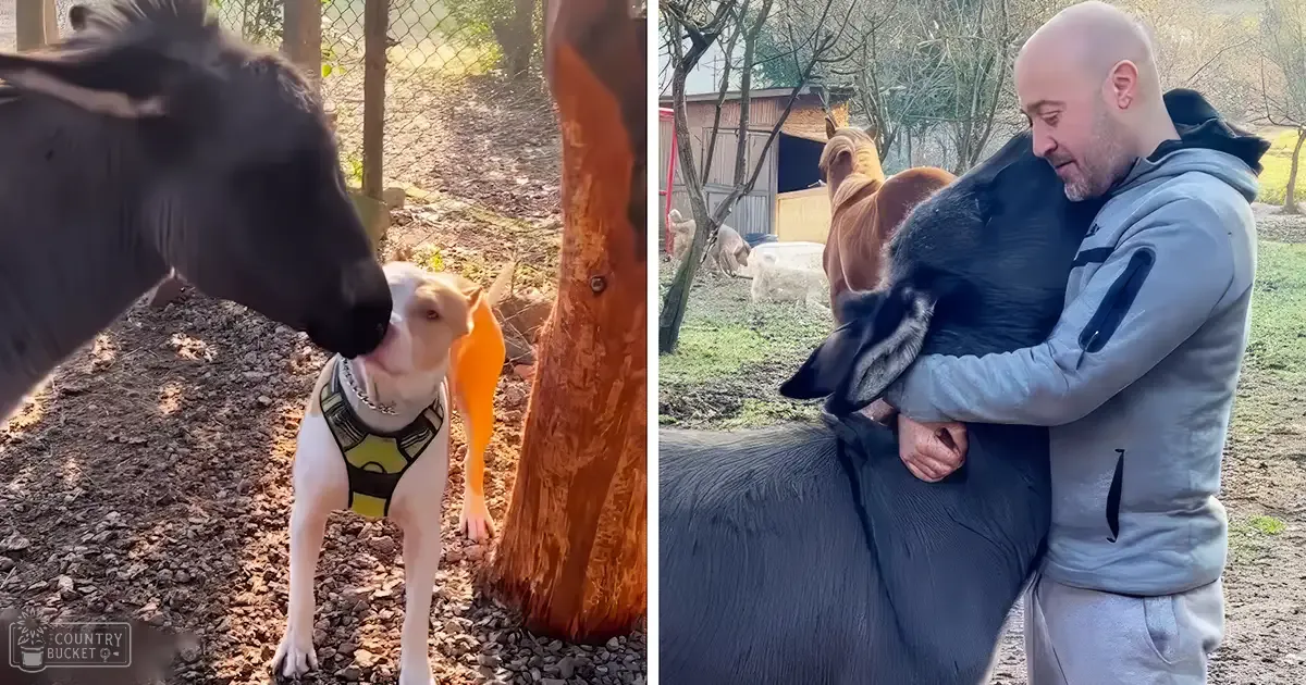 An adult male wearing a gray hoodie interacts with two animals in a rural farm setting, late fall or early spring, with earth tones and greenery.