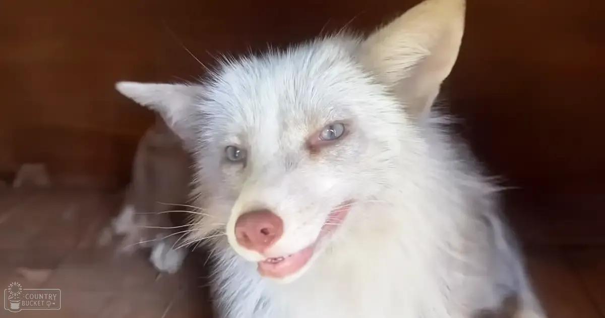 A white dog with blue eyes, medium-sized adult appearance, indoors on a wooden floor.