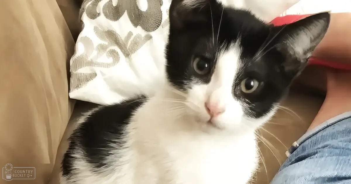 A black-and-white adult cat with a white chest and face sits indoors near beige furniture.