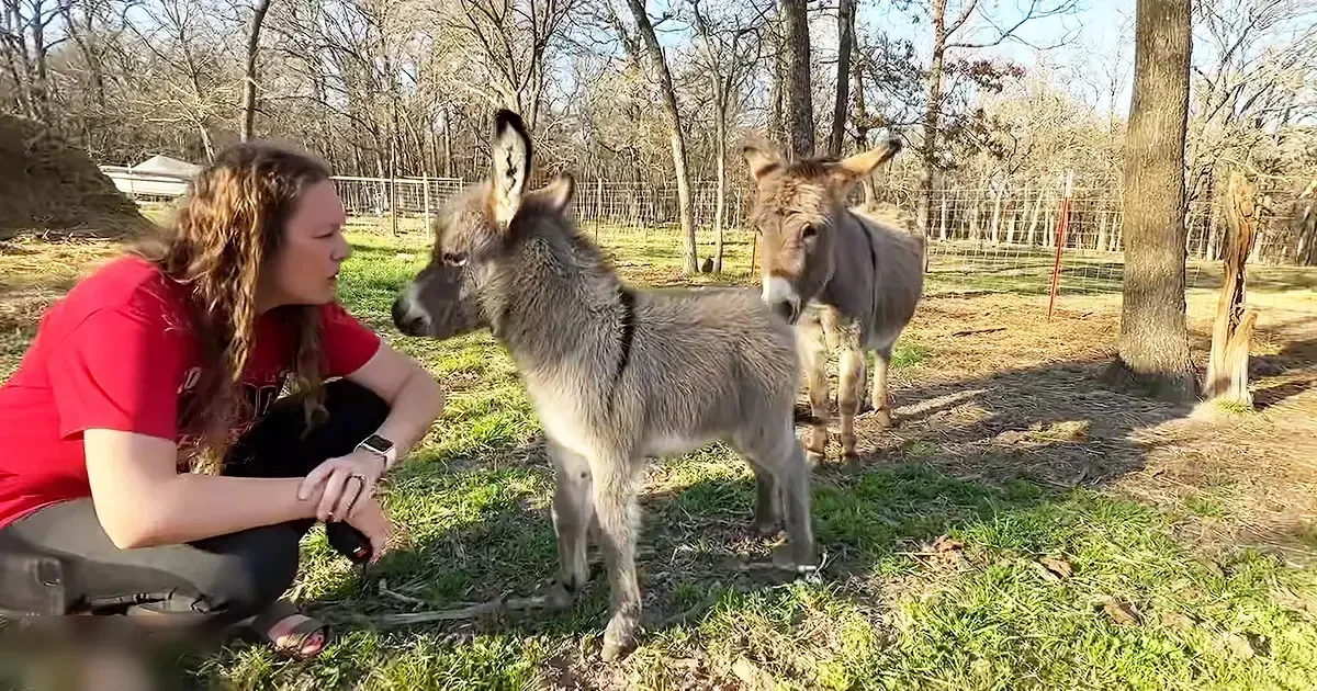 A young adult female interacts with juvenile donkeys in a grassy, rural outdoor setting during what appears to be spring or early summer.