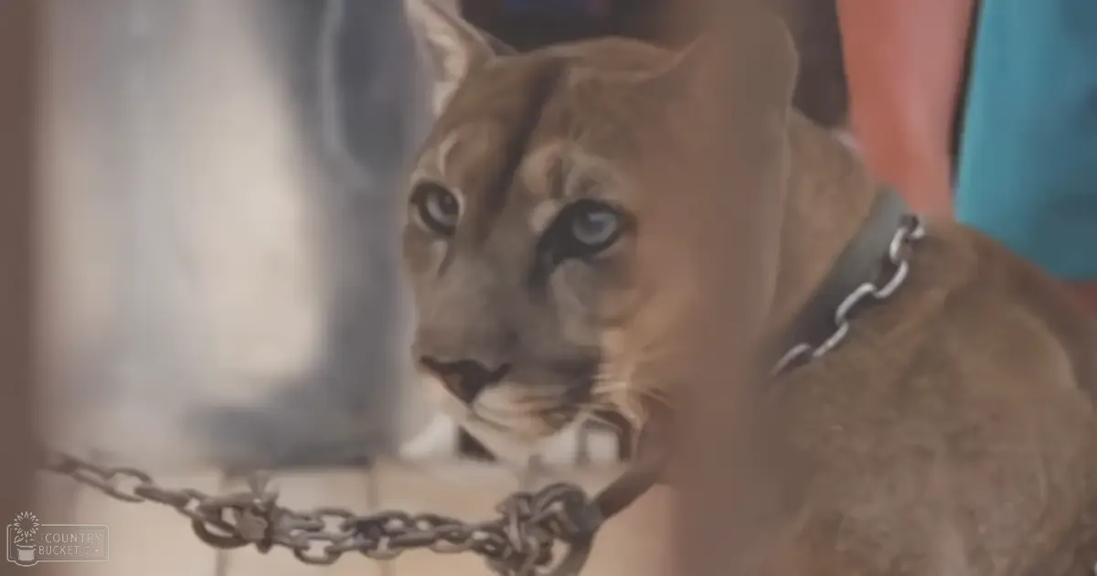 A light brown cougar with striking blue eyes indoors during daytime.