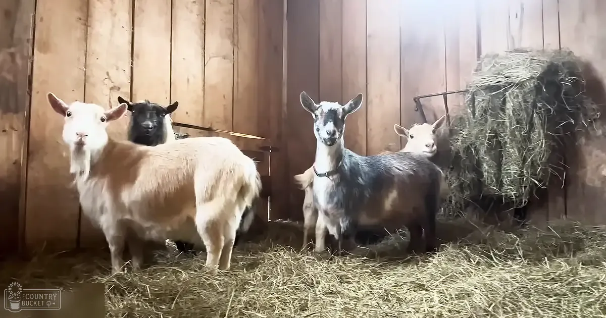 Four adult and one younger goat with varied fur colors in a wooden barn setting; late afternoon light casts warm tones.