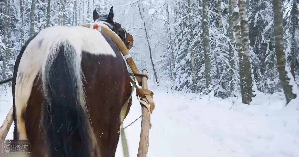A draft horse with a brown and white coat stands in a snowy forest, surrounded by tall snow-covered trees under diffused winter light.
