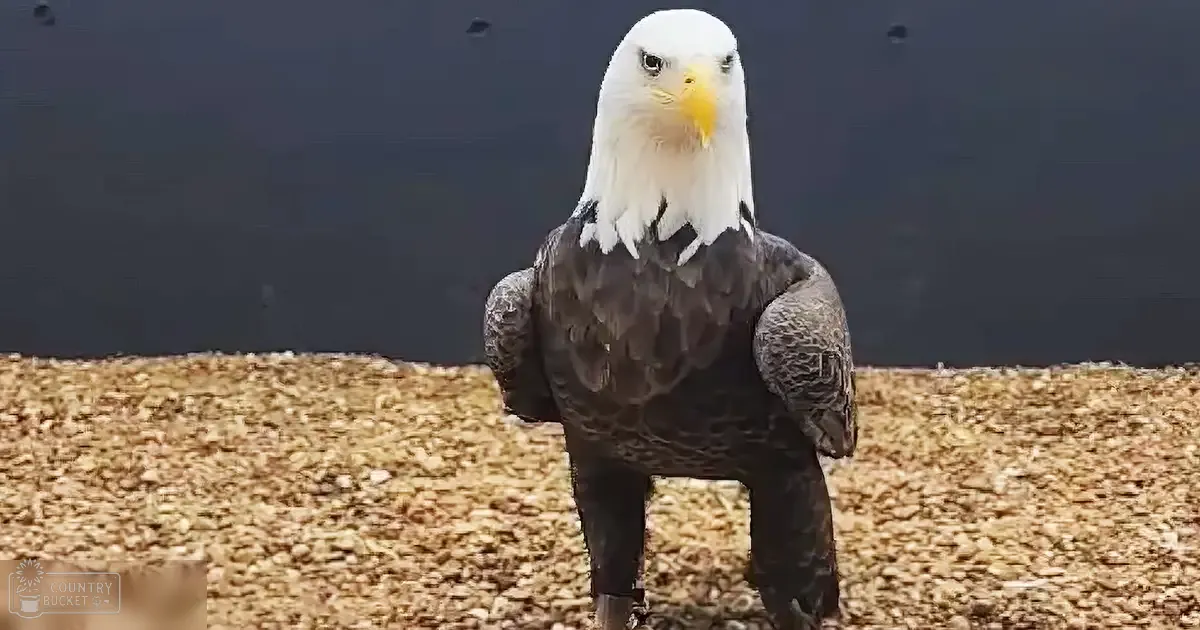 A bald eagle perched on rocky ground outdoors with a dark background suggesting water and possibly a cloudy sky during daytime.