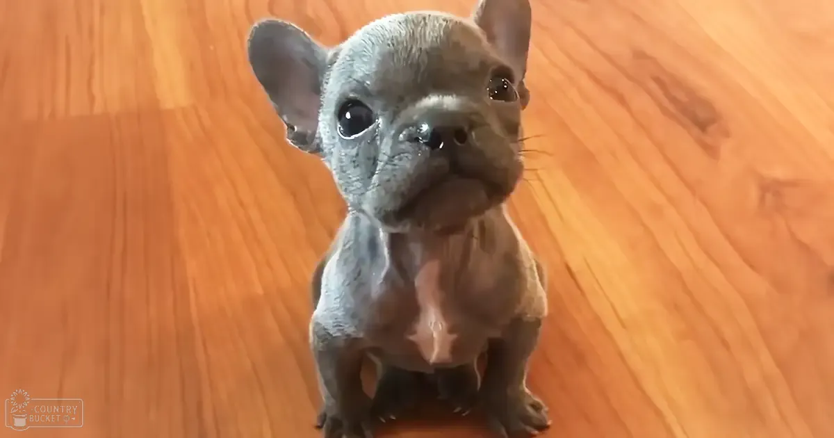 A French Bulldog puppy with short, grayish-blue fur and large expressive eyes sits indoors on a wooden floor.