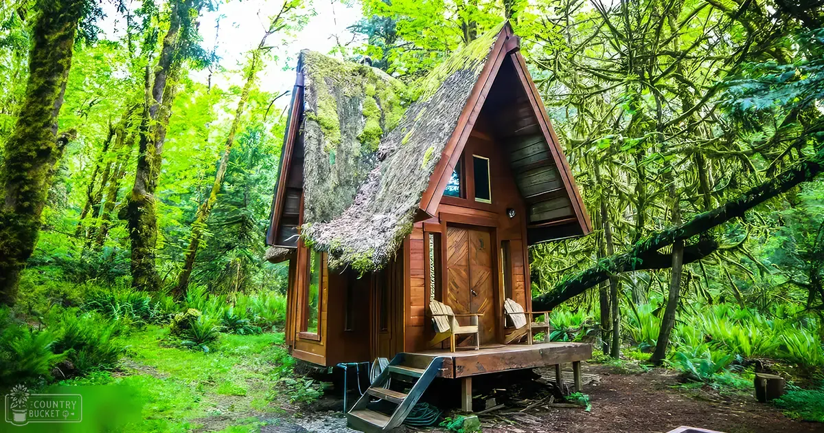 A serene forest scene with a small wooden cabin, Adirondack chairs, and lush greenery.