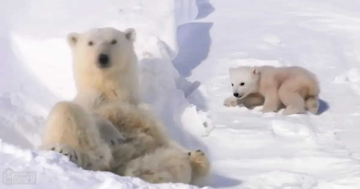 A polar bear with its cub in a snowy arctic landscape during winter, with bright midday sunlight casting shadows on the snow.