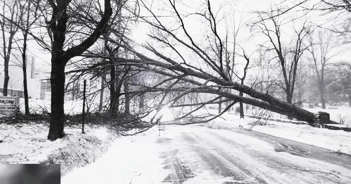 A fallen tree blocking a snow-covered urban street with 'ADOR CARE' sign visible, daytime winter scene