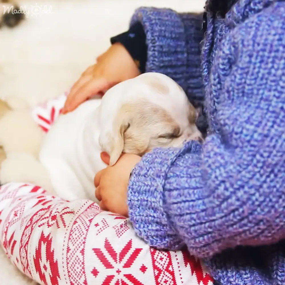 A young Labrador Retriever or similar medium-sized dog, primarily white with light brown markings on ears, peacefully sleeping indoors. A child wearing a blue knitted sweater sits nearby, and the setting includes a patterned cushion with red and white geometric designs.