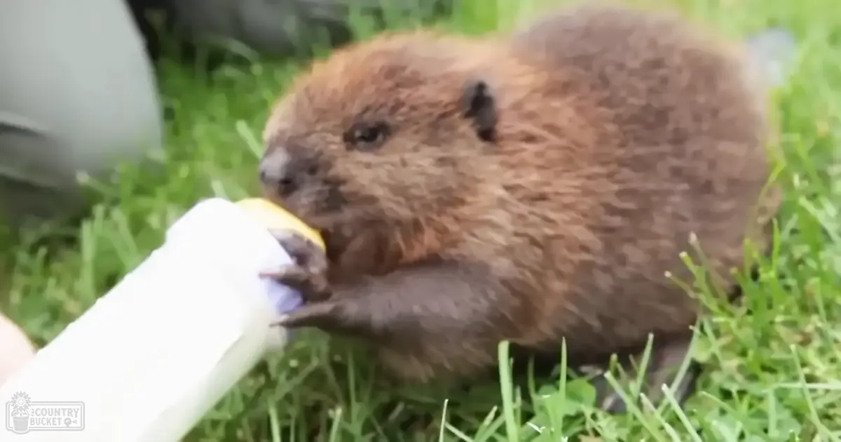 A beaver with brown fur eating from a bottle outdoors on green grass, daytime scene.