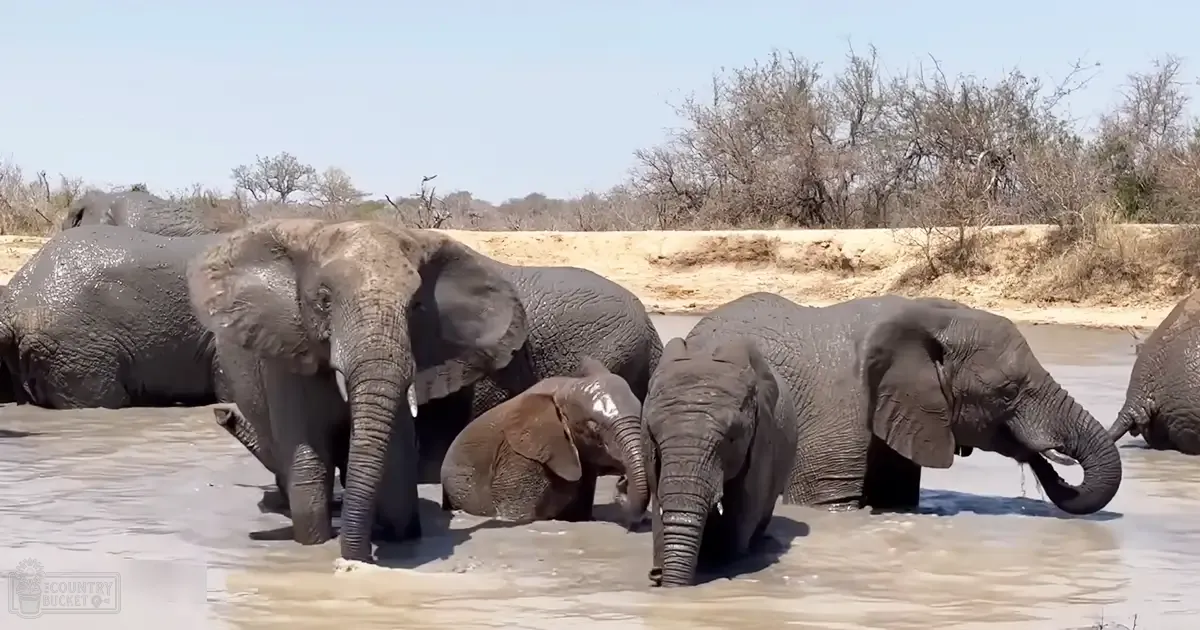 African elephants at a watering hole in a dry savanna landscape during late summer or early autumn, under bright midday sunlight.