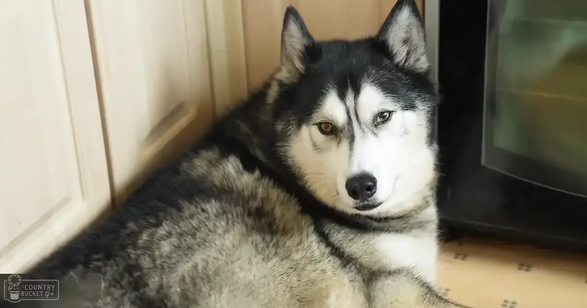 A Siberian Husky with black and white markings in an indoor home setting