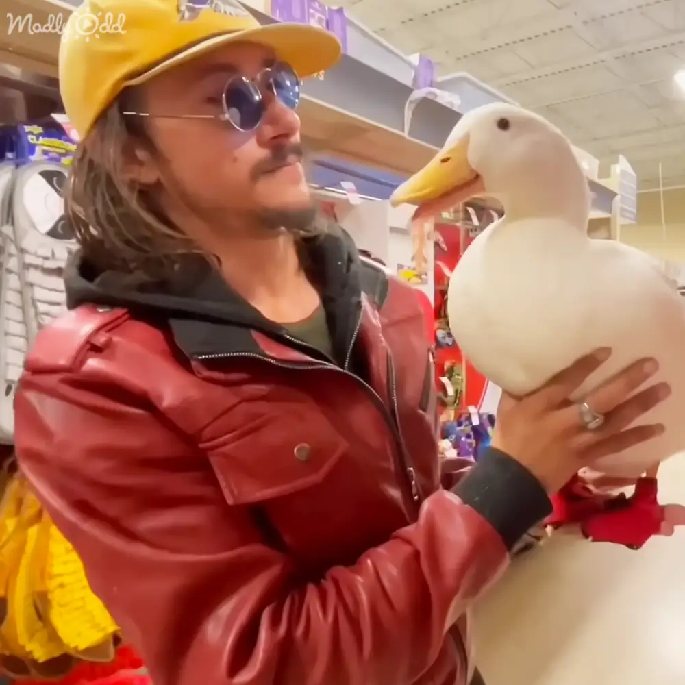 Young adult male wearing a red leather jacket with black accents, dark green shirt, yellow cap backward, round sunglasses, ring on left hand’s ring finger; white duck in retail store setting.