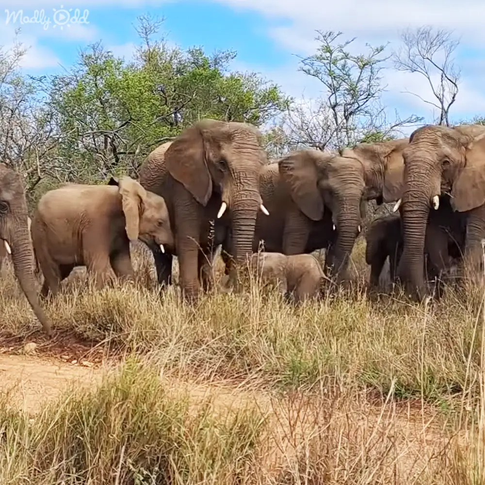 A herd of African elephants in a dry savanna landscape under partly cloudy skies.