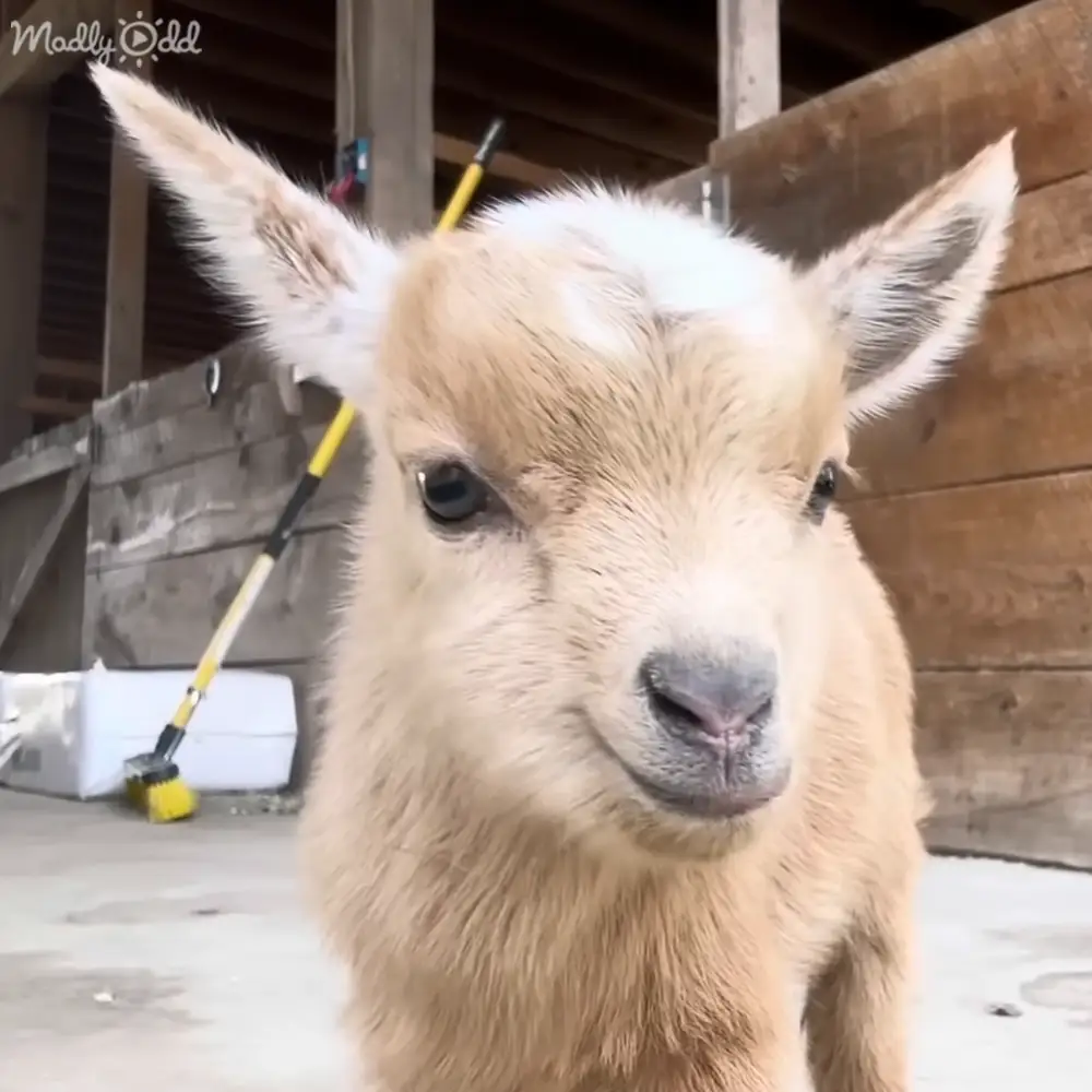 A baby goat with light brown fur in an indoor barn setting, surrounded by wooden walls and stacked containers.
