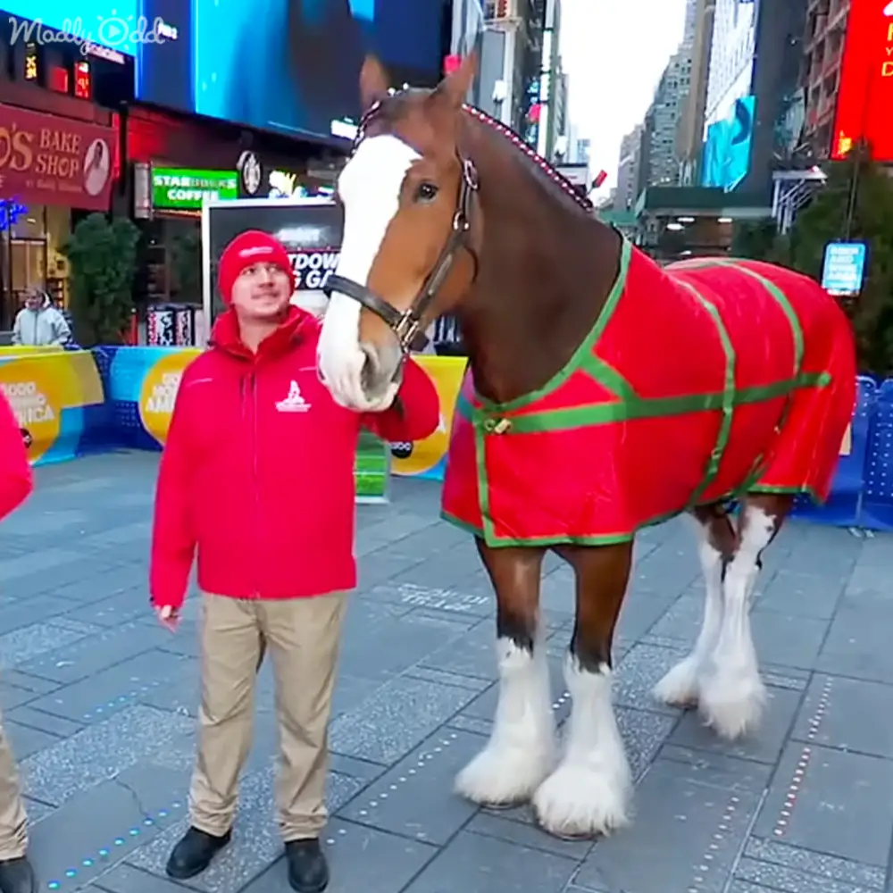 A Clydesdale horse stands in Times Square, New York City, surrounded by urban elements and bright daylight.