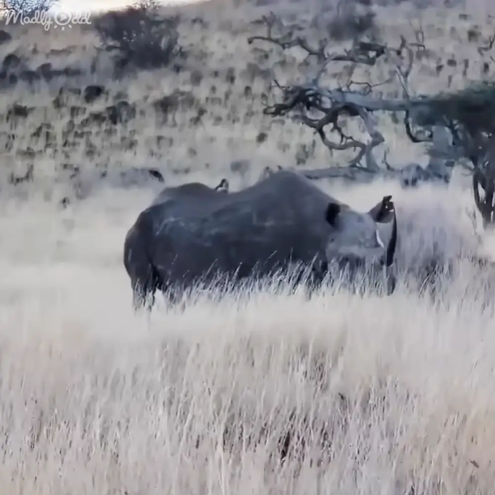 Adult black rhinoceros with dark gray skin and two horns standing in a savanna landscape with dry grasses and sparse trees, possibly late summer or early fall.