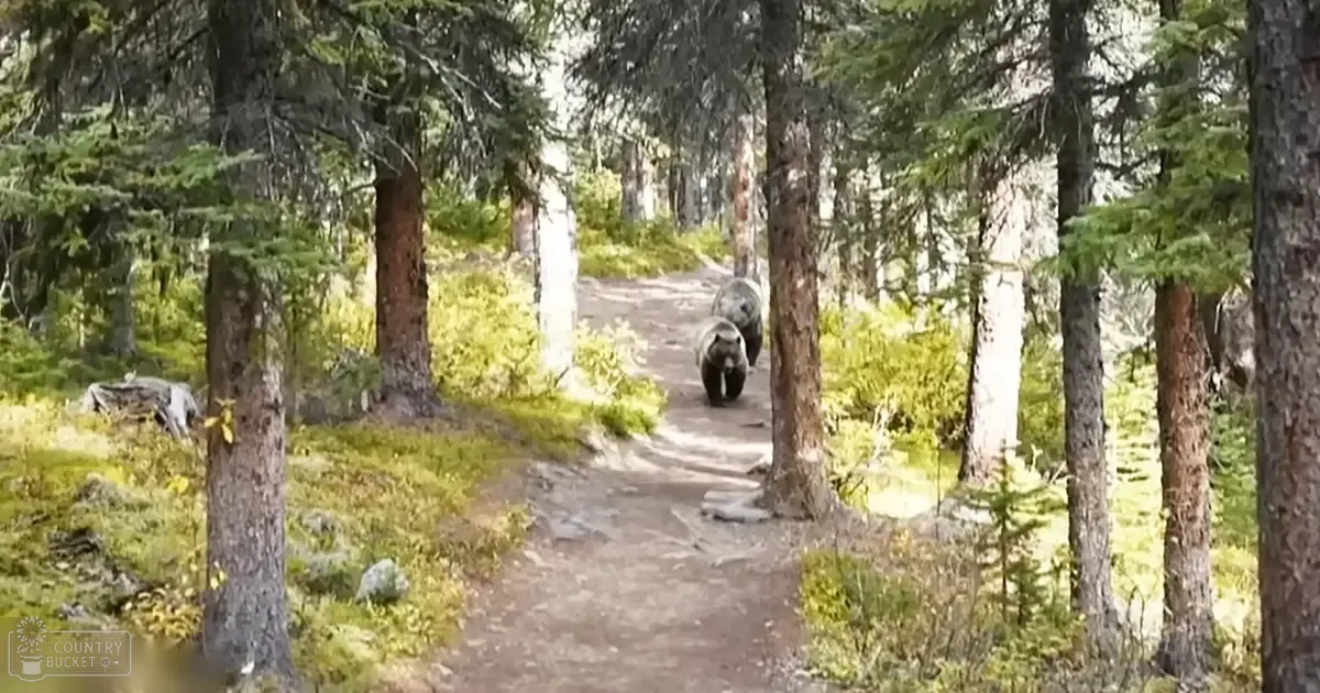 Two adult-sized brown bears walking down a forest path in late afternoon light with tall trees on either side.