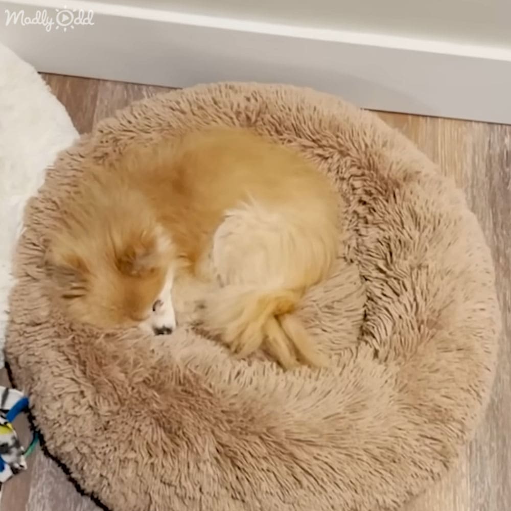A light brown dog with white markings sleeps on a circular, plush dog bed indoors. Natural light fills the space.