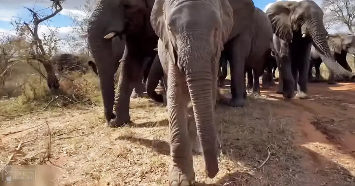 A herd of African elephants in a savanna landscape under partly cloudy skies.