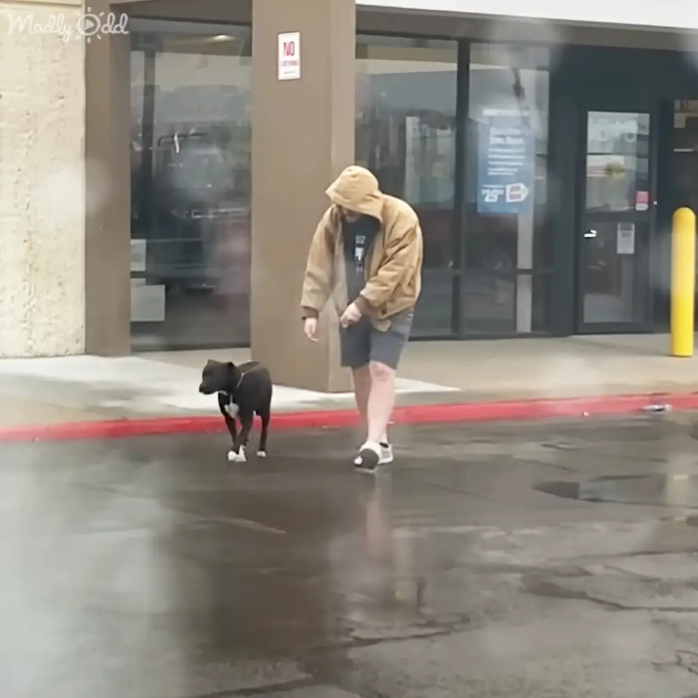 An adult male walking his dog in an urban setting with wet ground and storefront reflections, suggesting daytime after rain.