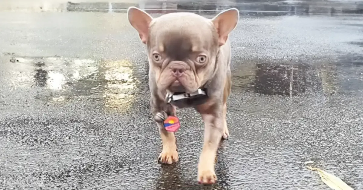 A French Bulldog puppy with a collar and tags, standing on wet pavement after rain, under diffused daylight.
