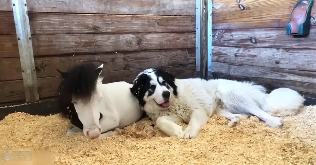 A young adult horse with black and white coat markings rests alongside an adult Border Collie or similar breed dog, predominantly white with dark patches on head and ears, both in a relaxed posture within the setting of an indoor barn with wooden walls and straw bedding.
