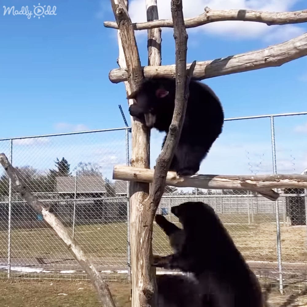 Two adult black bears in an outdoor enclosure at a zoo or wildlife sanctuary, climbing on wooden structures with grassy ground under clear skies.